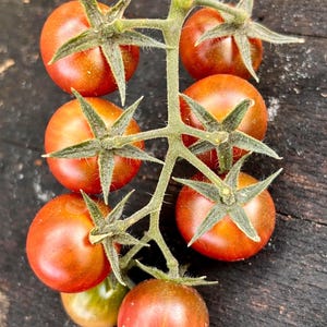 May include: A cluster of red and orange tomatoes on a vine, with green stems and leaves. The tomatoes are ripe and ready to be picked.
