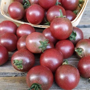 May include: A close-up shot of a collection of ripe, dark red tomatoes with green stems. Some tomatoes are in a woven basket, while others are scattered on a wooden surface. The tomatoes have a slightly speckled appearance.