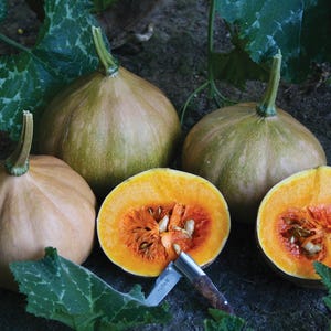 Seminole Pumpkin Seeds Florida Grown 2024
