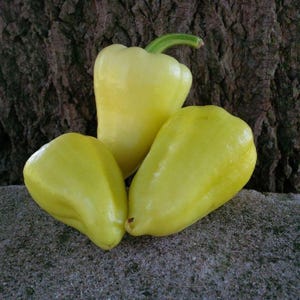 May include: Three pale yellow bell peppers with a smooth, glossy surface. One pepper stands upright, while the other two are positioned at the bottom. The peppers are set against a textured, dark brown background.