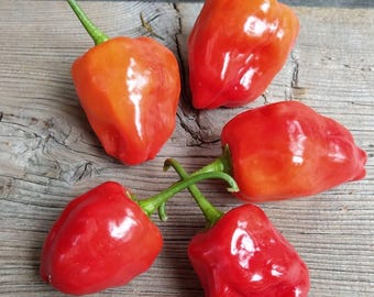 Peppadew Organic Pepper Seeds