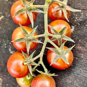 Controversy Dwarf Cherry Tomato Seeds from Bill Yoder Prince Line  Florida Heat Friendly