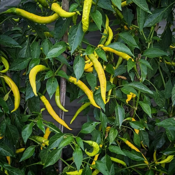Sarit Gat Kosovo Organic Pepper Seeds
