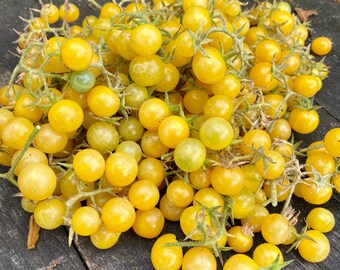 Florida Everglades WHITE Tomato Live Plant