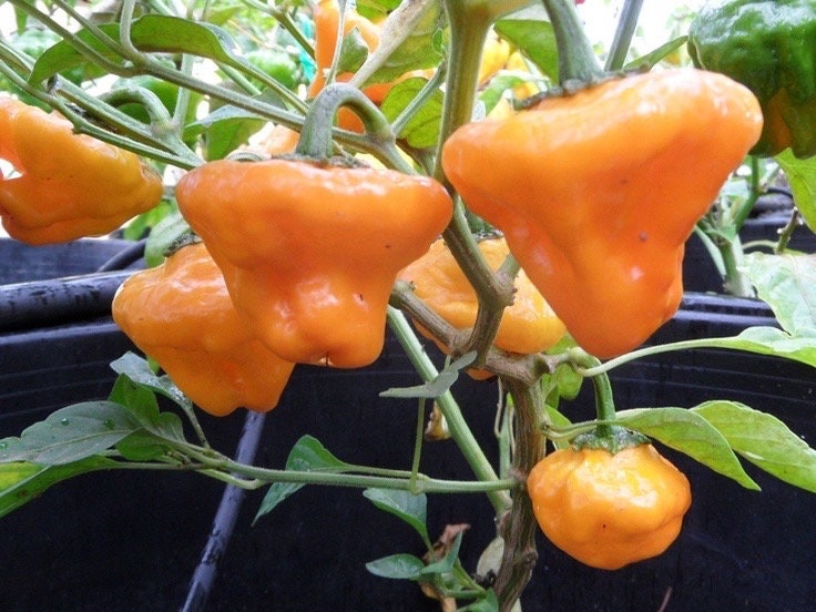 Jamaican Yellow Mushroom Pepper Seeds Etsy