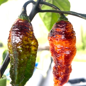 Hallows Eve Halloween Hot Pepper Seeds 10+