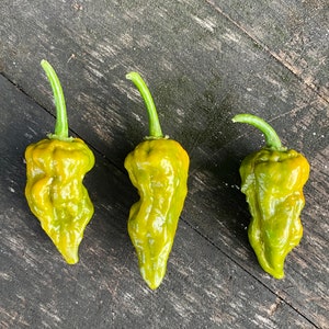 May include: Three light green, bumpy peppers with curved green stems are arranged on a weathered wooden surface. The peppers have a unique, irregular shape and a slightly wrinkled texture, suggesting they are ripe.