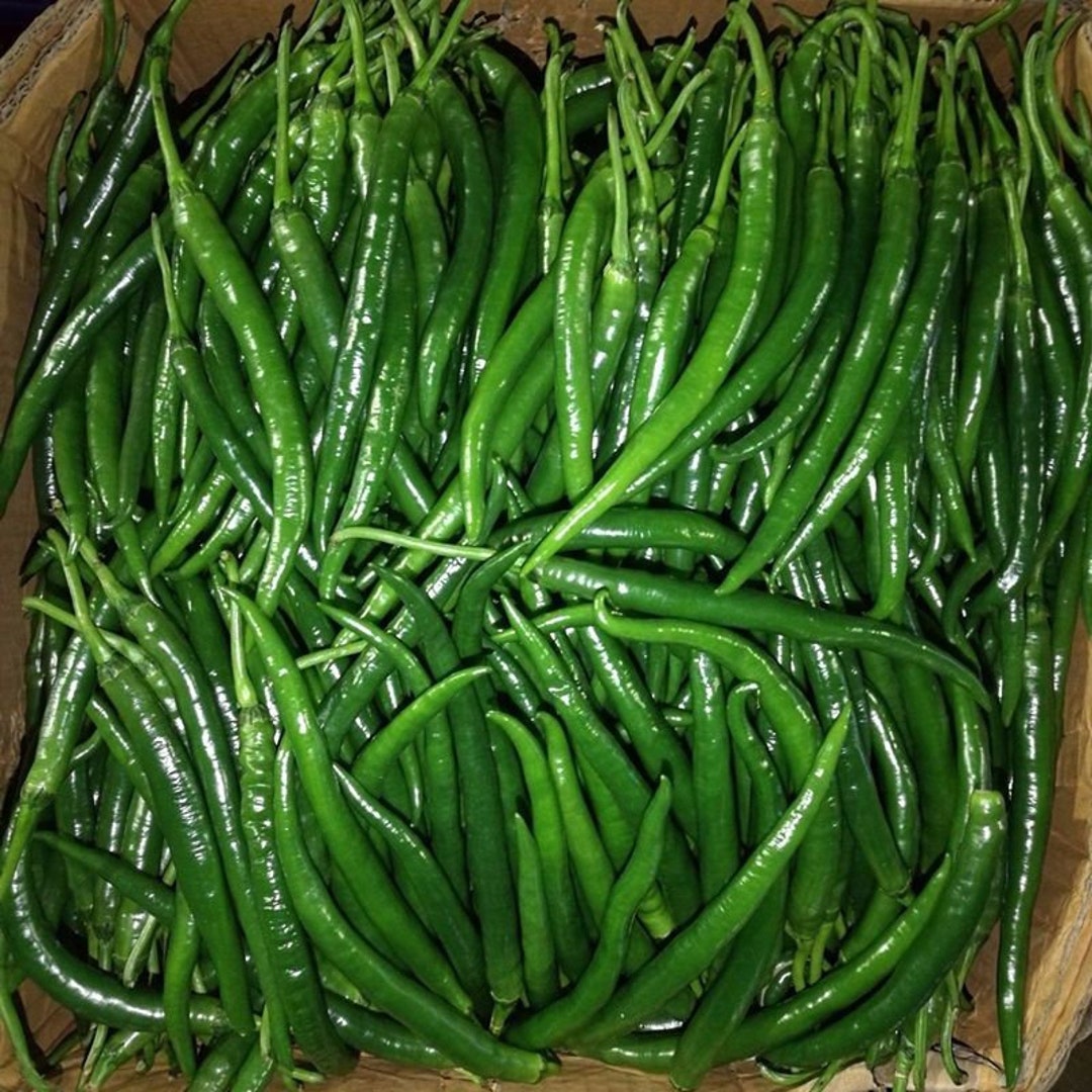 Sichuan Long Thin Pepper 四川线椒 Super Sichuan Hot Pepper 10/30 Seeds Non