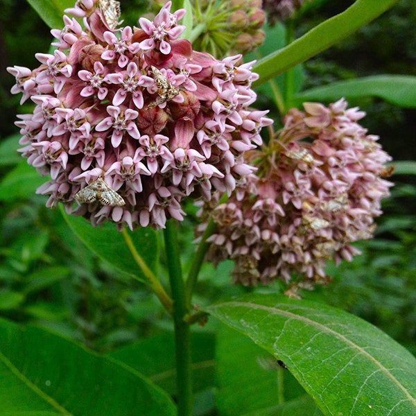 Asclépiade commune - Asclepias syriaca - vivace - 30 graines