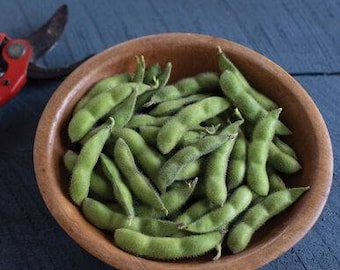 Soja biologique - 20/40/60/100 graines - Chiba Green, graines de soja Tohya Edamame (glycine max) Héritage, sans OGM Canada Semences de légumes