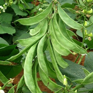 Akhana Fujimame Hyacinth Bean - fresh seeds, Dolichos lablab, Purple hyacinth bean, Bonavist dolichos, Seim bean, Lablab bean, Vines