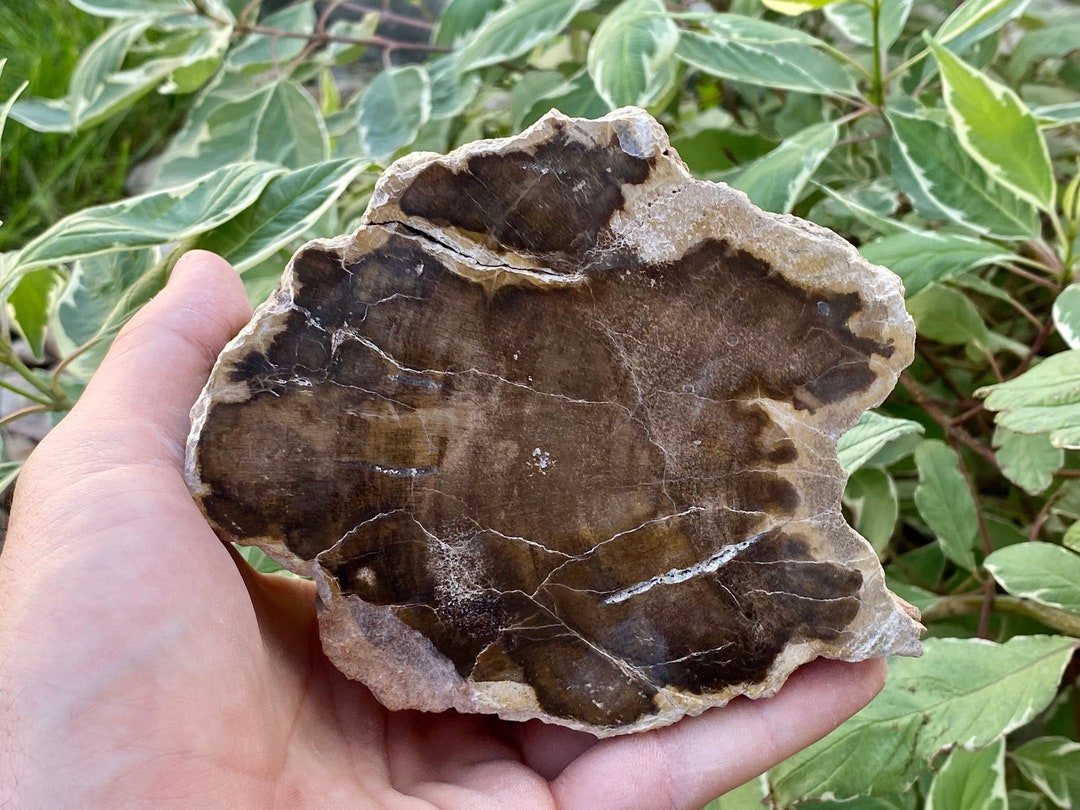 Petrified Wood Home Decor Rock Art Etsy