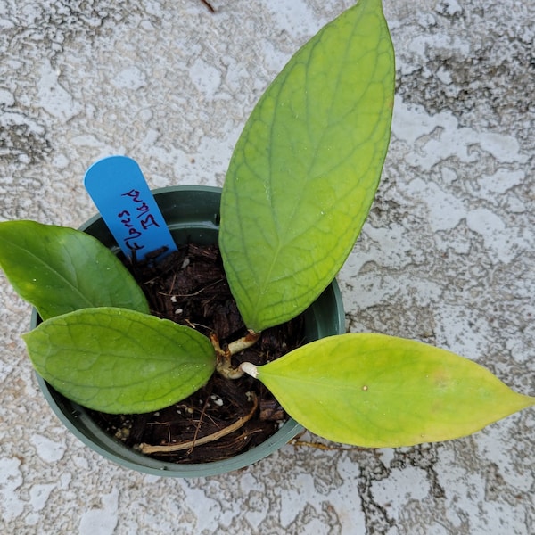 Hoya Flores Island sp UT-038 | wax plant | dark green foilage | Rooted