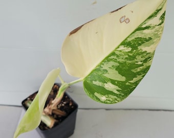 Monstera Albo , Rooted Cutting, Exact Plant, US Seller, highly variegated