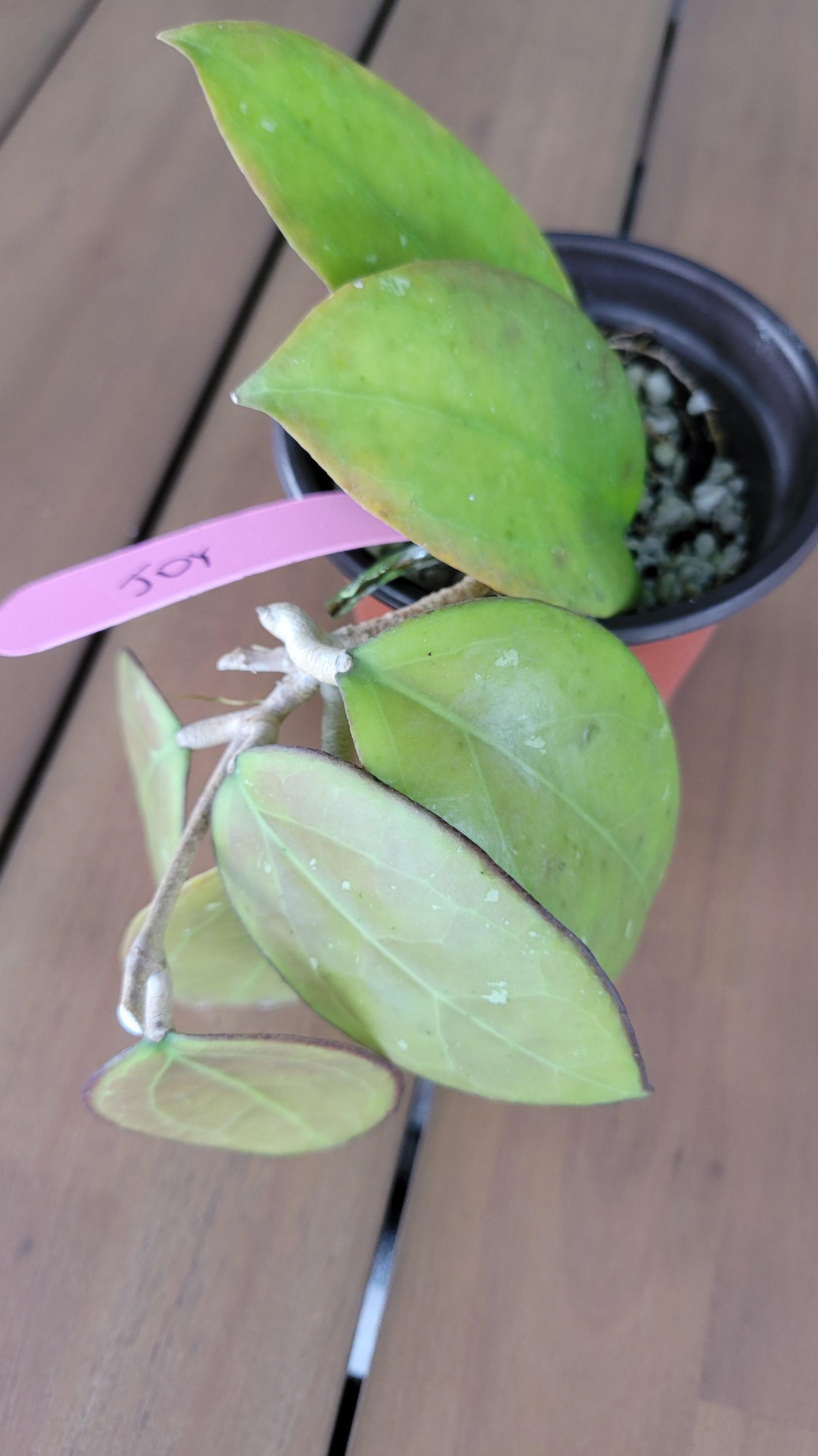 Hoya Joy - Etsy