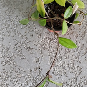 Hoya Wilbur Graves | Exact Plant