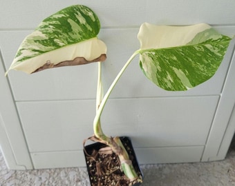 Monstera Albo , Rooted Cutting, Exact Plant, US Seller, highly variegated
