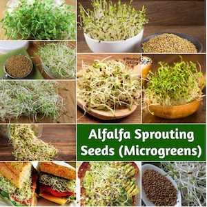 3 OZ Sprießen Bio Alfalfa - Mikrogrün - Non GMO - Erbstück- Samen - USA 1OZ