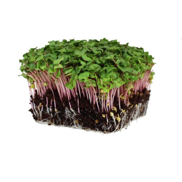 Red Russian Kale - Microgreen - Sprouting - Non GMO - Heirloom- Seeds - USA