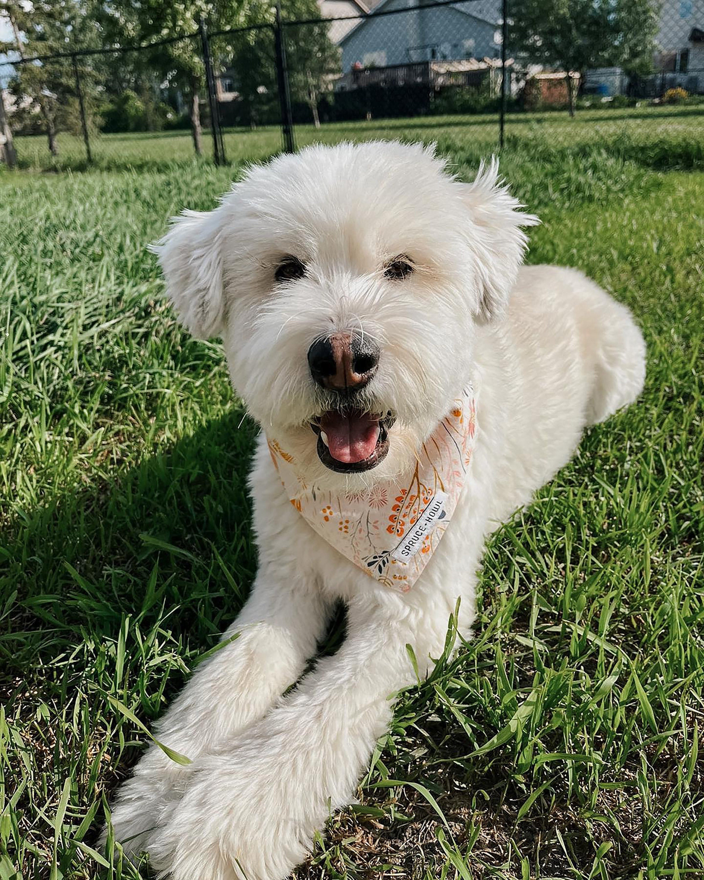 Floral Dog Bandana Etsy Canada