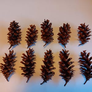 May include: A collection of ten brown pine cones arranged in two rows of five. Each pine cone features a textured, layered structure with woody scales, displaying natural variations in shape and size across the set.