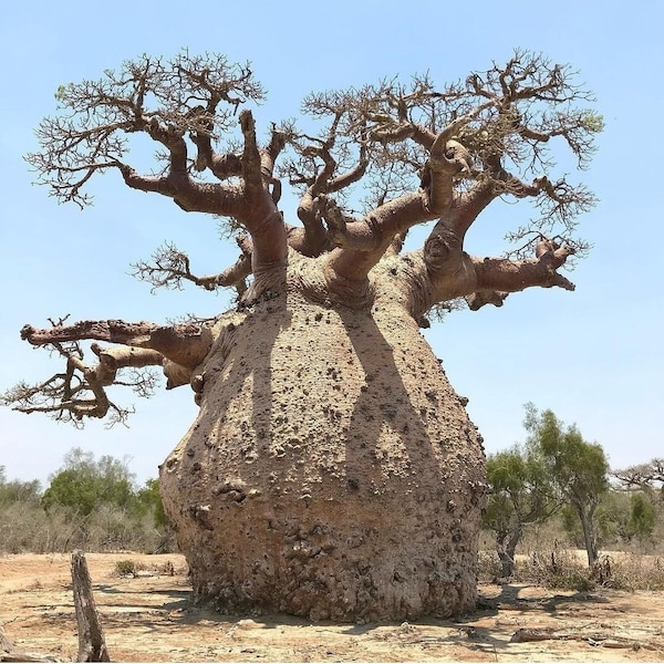 Graines rares de Baobab géant, 7 graines fraîches à taux de germination élevé.