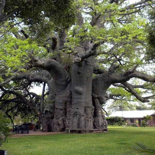 Graines rares de baobab géant - 20 graines fraîches et biologiques à taux de germination élevé