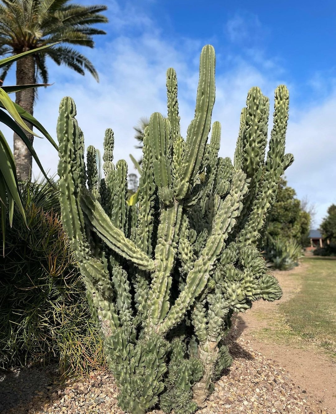 kakteen deko kaktus pflanze cactus samen - fleischfressende