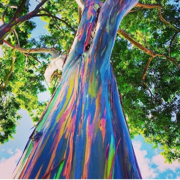 Eucalyptus arc-en-ciel, arbre exotique facile à cultiver. 10 graines biologiques.