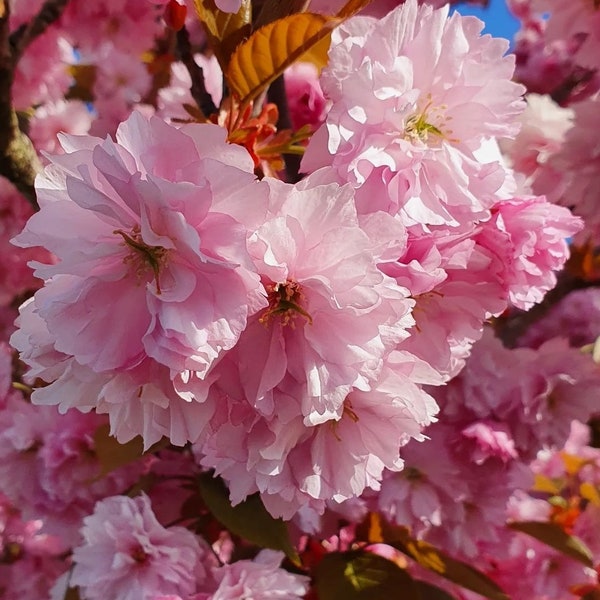 Graines de Prunus serrulata, cerisier japonais, idéales pour bonsaï, 5 graines fraîches à taux de germination élevé