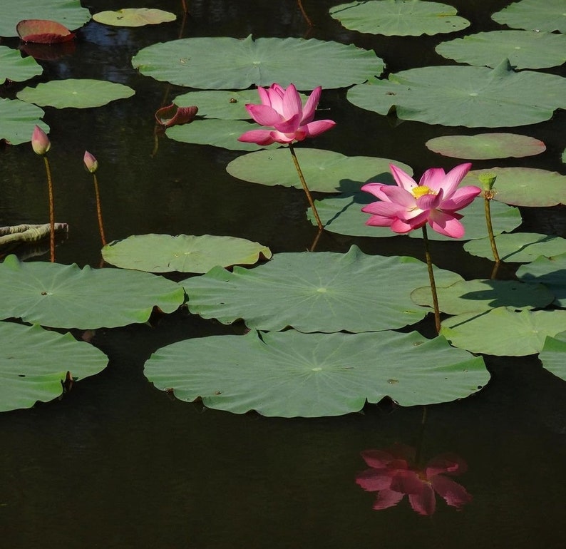 Semillas de Nelumbo Nucifera 10 Semillas Frescas y Orgánicas Cultiva la Elegancia Atemporal de la Flor de Loto en tu Propio Jardín imagen 7