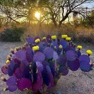 Opuntia Santa Rita Seeds – 10 frische und biologische Samen – Züchten Sie das Wunder des violetten Feigenkaktus in Ihrer eigenen Farbecke!