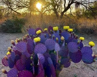 Semillas de Opuntia Santa Rita - 10 Semillas Frescas y Orgánicas - ¡Cultiva la Maravilla del Nopal Violáceo en tu Propio Rincón de Color!