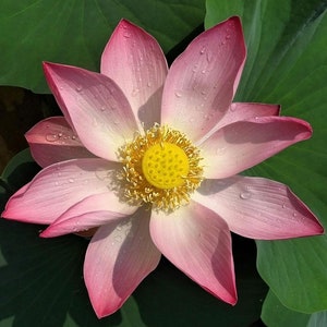 Semillas de Nelumbo Nucifera 10 Semillas Frescas y Orgánicas Cultiva la Elegancia Atemporal de la Flor de Loto en tu Propio Jardín imagen 5