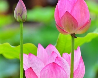 Semillas de Nelumbo Nucifera - 10 Semillas Frescas y Orgánicas - ¡Cultiva la Elegancia Atemporal de la Flor de Loto en tu Propio Jardín!