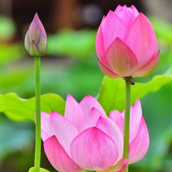 Semillas de Nelumbo Nucifera - 10 Semillas Frescas y Orgánicas - ¡Cultiva la Elegancia Atemporal de la Flor de Loto en tu Propio Jardín!