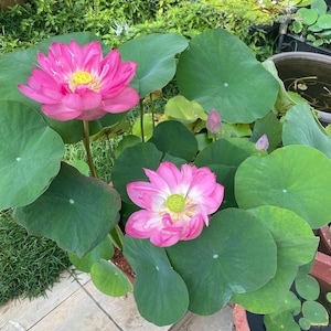 Semillas de Nelumbo Nucifera 10 Semillas Frescas y Orgánicas Cultiva la Elegancia Atemporal de la Flor de Loto en tu Propio Jardín imagen 2