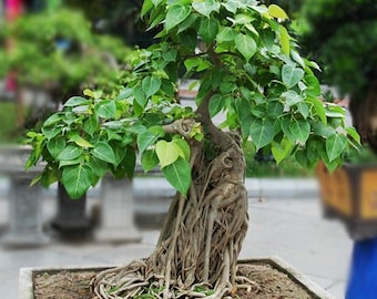 Semillas de Ficus Religiosa - Higuera Sagrada - Cultiva la Espiritualidad en tu Jardín - 20 semillas