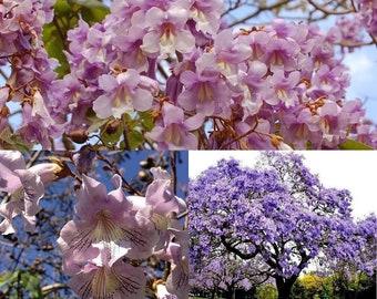 Paulownia tomentosa , 100 semillas frescas , árbol enorme , árbol para producción maderera , árbol para sombra.