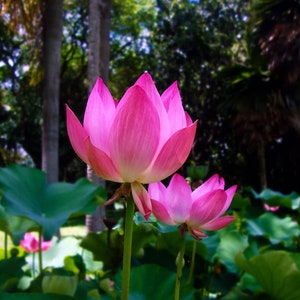 Semillas de Nelumbo Nucifera 10 Semillas Frescas y Orgánicas Cultiva la Elegancia Atemporal de la Flor de Loto en tu Propio Jardín imagen 9