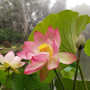 Semillas de Nelumbo Nucifera 10 Semillas Frescas y Orgánicas Cultiva la Elegancia Atemporal de la Flor de Loto en tu Propio Jardín imagen 8