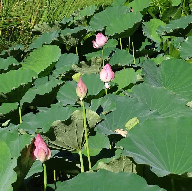 Semillas de Nelumbo Nucifera 10 Semillas Frescas y Orgánicas Cultiva la Elegancia Atemporal de la Flor de Loto en tu Propio Jardín imagen 3