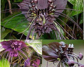 Semillas de Tacca Chantrieri - ¡Cultiva la Exótica Planta Murciélago en tu Propio Jardín! 10 Semillas Frescas