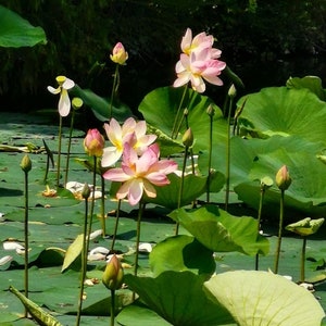 Semillas de Nelumbo Nucifera 10 Semillas Frescas y Orgánicas Cultiva la Elegancia Atemporal de la Flor de Loto en tu Propio Jardín imagen 6