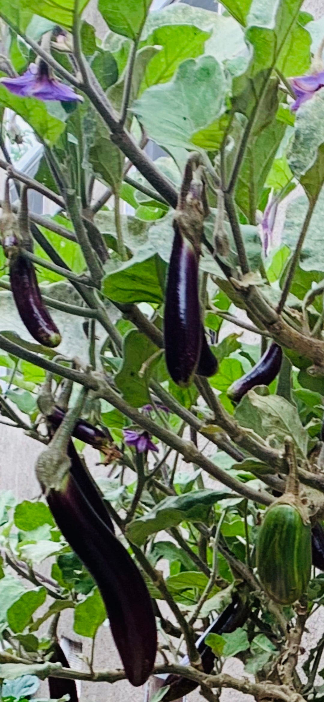 Filipino Eggplant Seeds 20 Etsy