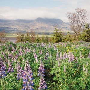 Iceland Lupines