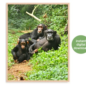 Chimpanzee Digital Photograph | Printable Art