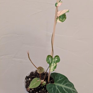 Fallopia Multiflora Variegata | Exact plant #1234 | **Read description before purchasing**