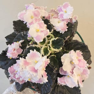 May include: An African violet plant featuring clusters of ruffled, pale pink and white flowers with bright yellow centers. The plant has dark green, textured, heart-shaped leaves with variegated white edges, arranged in a dense, circular rosette pattern.