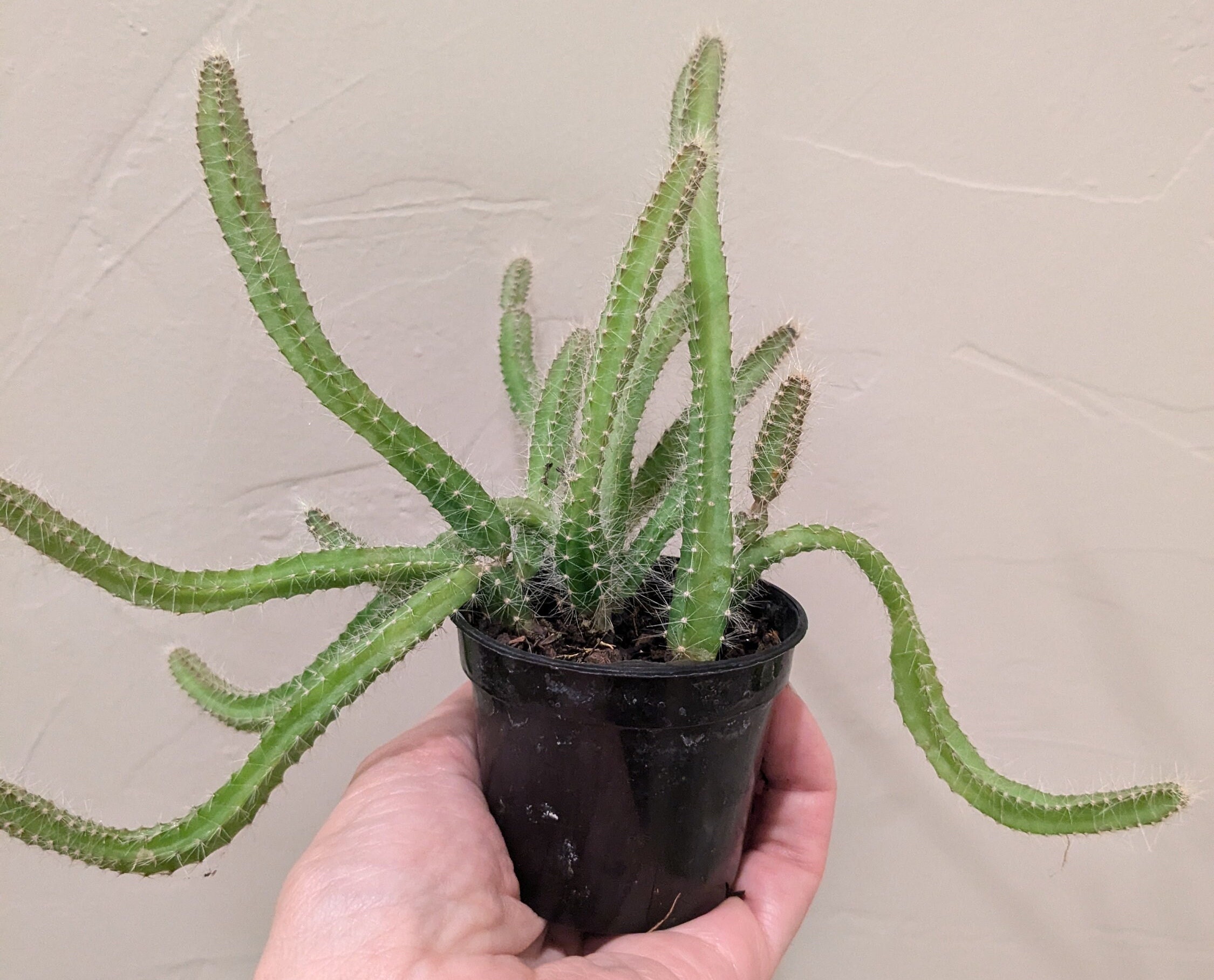 calathea orbifolia gro Calathea Orbifolia For Sale | Prayer Plants